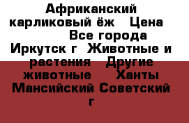 Африканский карликовый ёж › Цена ­ 6 000 - Все города, Иркутск г. Животные и растения » Другие животные   . Ханты-Мансийский,Советский г.